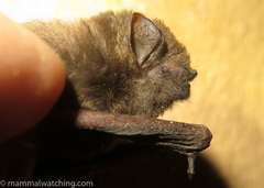 Glauconycteris beatrix