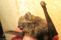 Glauconycteris beatrix