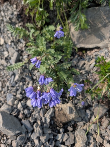 Polemonium boreale, photograph 3