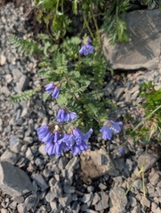 (c) Trevor Van Loon, some rights reserved (CC BY) Polemonium boreale, photograph (c) Trevor Van Loon, some rights reserved (CC BY)