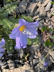(c) Trevor Van Loon, some rights reserved (CC BY) Polemonium boreale, photograph (c) Trevor Van Loon, some rights reserved (CC BY)