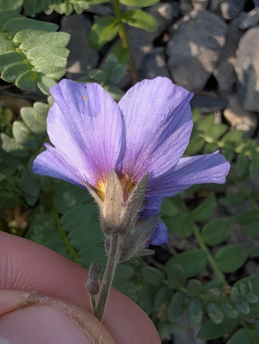 Polemonium boreale, photograph 4