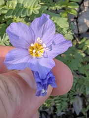 Polemonium boreale