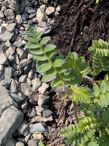 Polemonium boreale, photograph 5