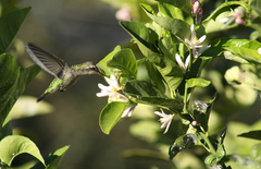 Chlorostilbon lucidus