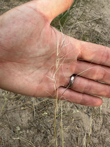 Hesperostipa comata, photograph 2