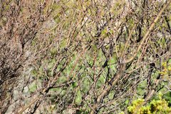 Vachellia vernicosa