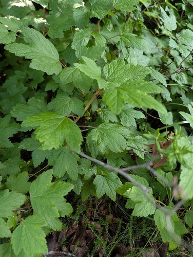 Ribes triste, photograph 4