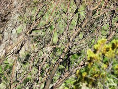 Vachellia vernicosa