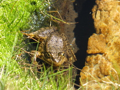 Rana muscosa
