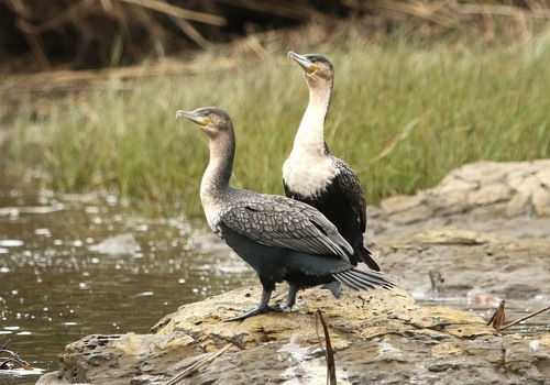 iNaturalist image