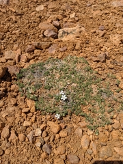 Phlox condensata