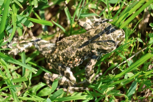 Green Toad