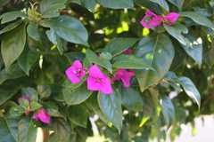 Bougainvillea