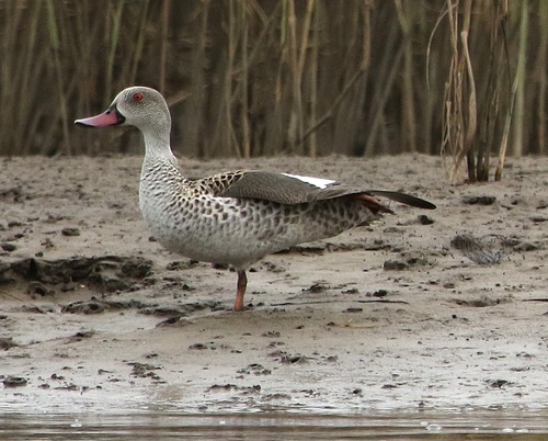iNaturalist image