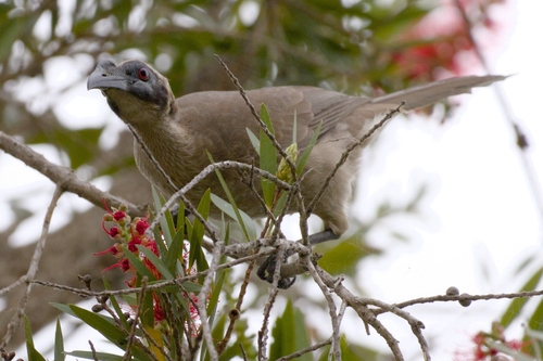 Helmeted Friarbird