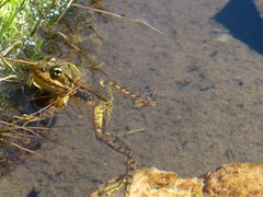 Rana muscosa