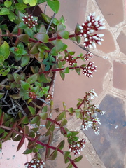 Crassula pellucida marginalis