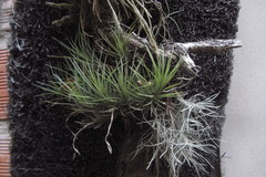 Tillandsia tenuifolia