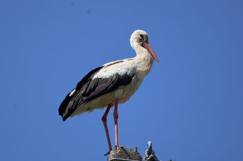 White Stork
