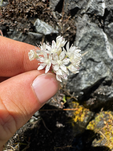 Allium amplectens
