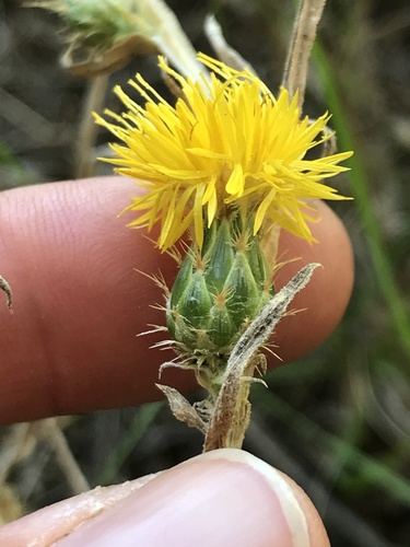 Centaurea solstitialis iNat (1)
