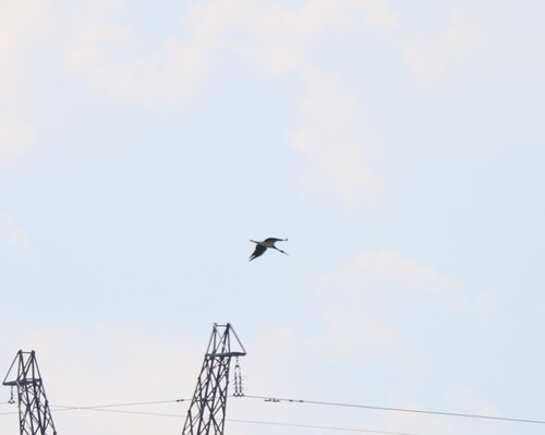 Black Stork