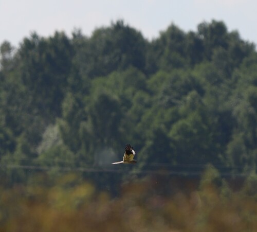 Montagu's Harrier