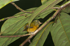 Mionectes oleagineus