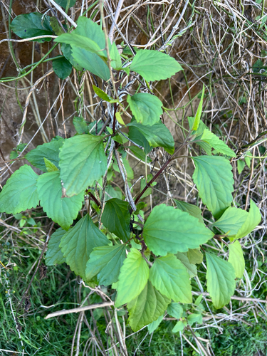 Crofton Weed
