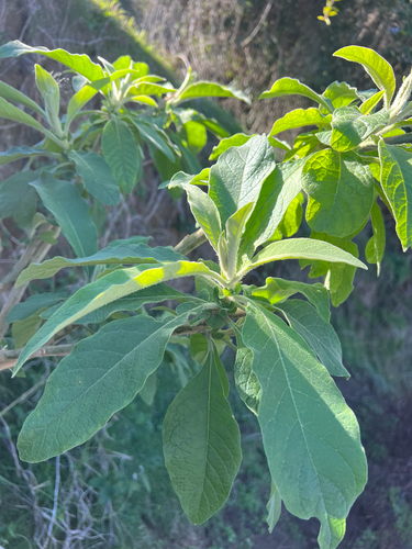 bugweed