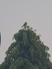 Tyrannus melancholicus