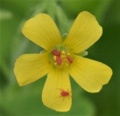 Balaustium