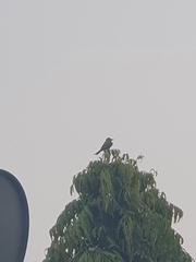 Tyrannus melancholicus