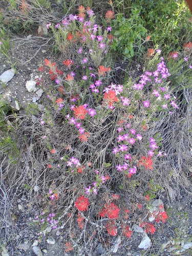 Linanthus californicus, photograph 1