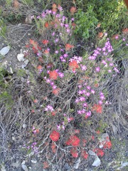 Linanthus californicus, photograph author not stated, no rights reserved