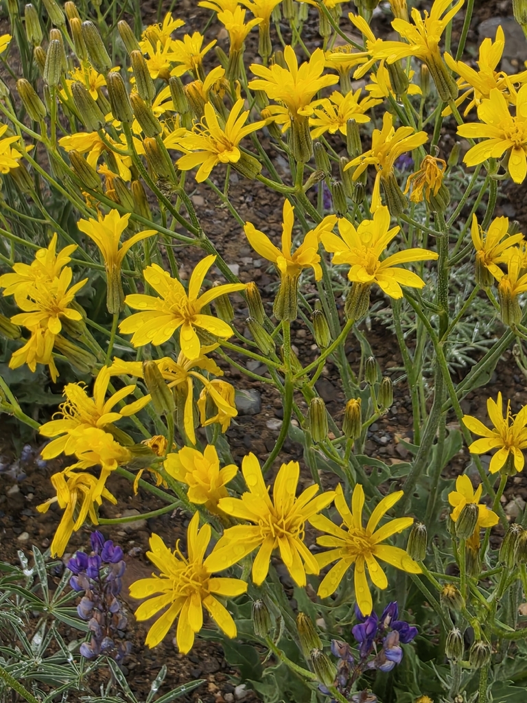 limestone hawksbeard