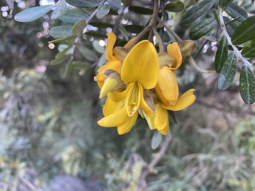 Sophora chrysophylla observed 2026-07-10