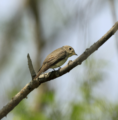 Asian Brown Flycatcher