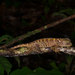 Small-scaled Woodlizard - Photo (c) John Sullivan, some rights reserved (CC BY-NC), uploaded by John Sullivan