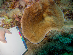 Podabacia sinai