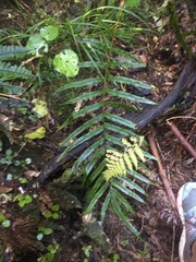 Blechnum novae-zelandiae
