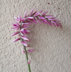 Hermbstaedtia odorata