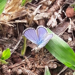 Hemiargus hanno hanno