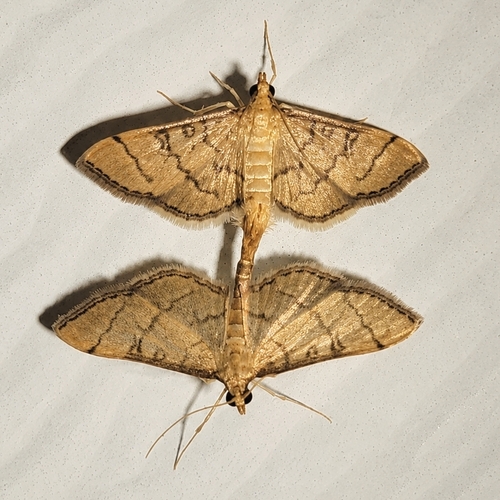 Hollow-spotted Blepharomastix Moth photo 4