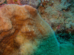 Podabacia sinai