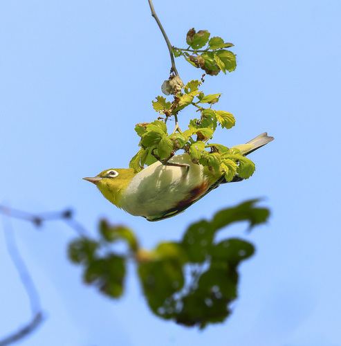 Chestnut-flanked White-eye