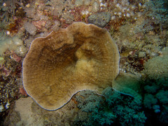 Podabacia sinai