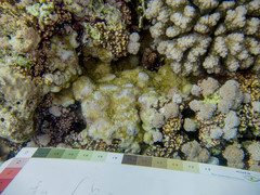 Montipora tuberculosa