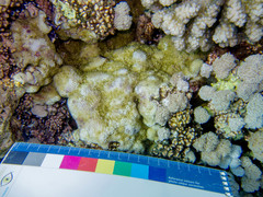 Montipora tuberculosa
